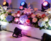 How to Choose the Most Suitable Budget LED Lights for a Floral Stage? One Article to Teach You Everything