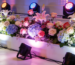 How to Choose the Most Suitable Budget LED Lights for a Floral Stage? One Article to Teach You Everything